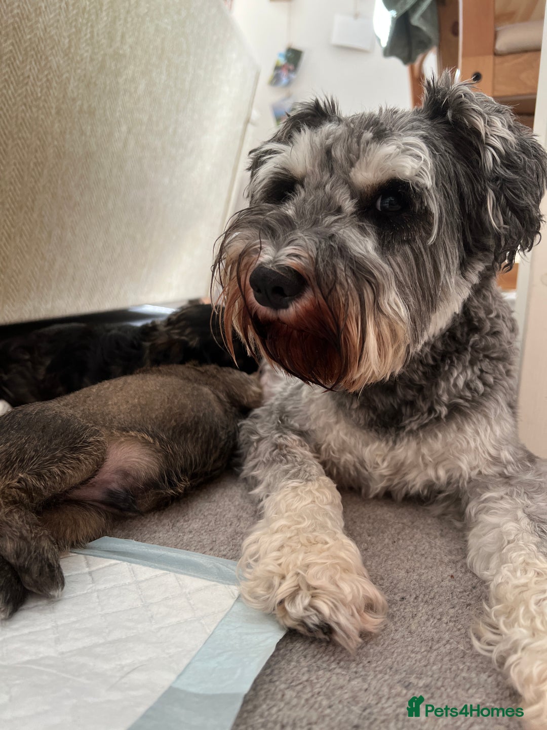Mixed Breed dogs for sale: Schnackadoodles (Mini Schnauzer X Jackadoodle) - Image 8
