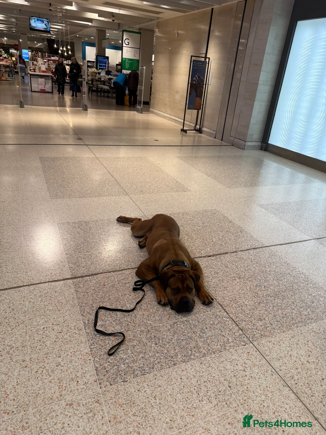 Boerboel dogs for sale: Phenomenal Boerbel - Advert 6