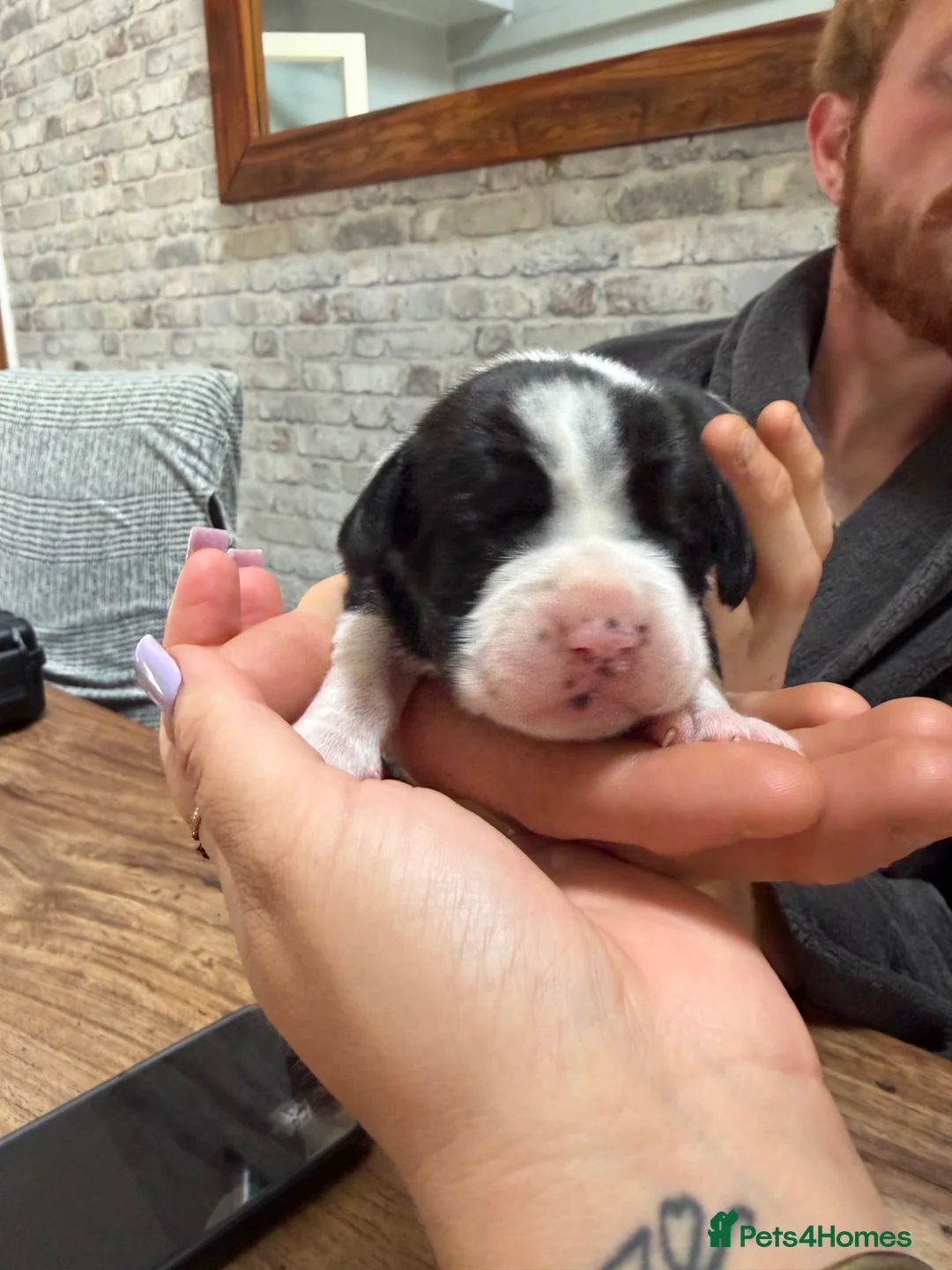 Mixed Breed dogs for sale: English bull dog cross springer  - Advert 2
