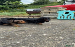 Dachshund dogs for sale: Black and Tan Dog - KC Registered Long-Haired Dachshund Puppies - Image 3