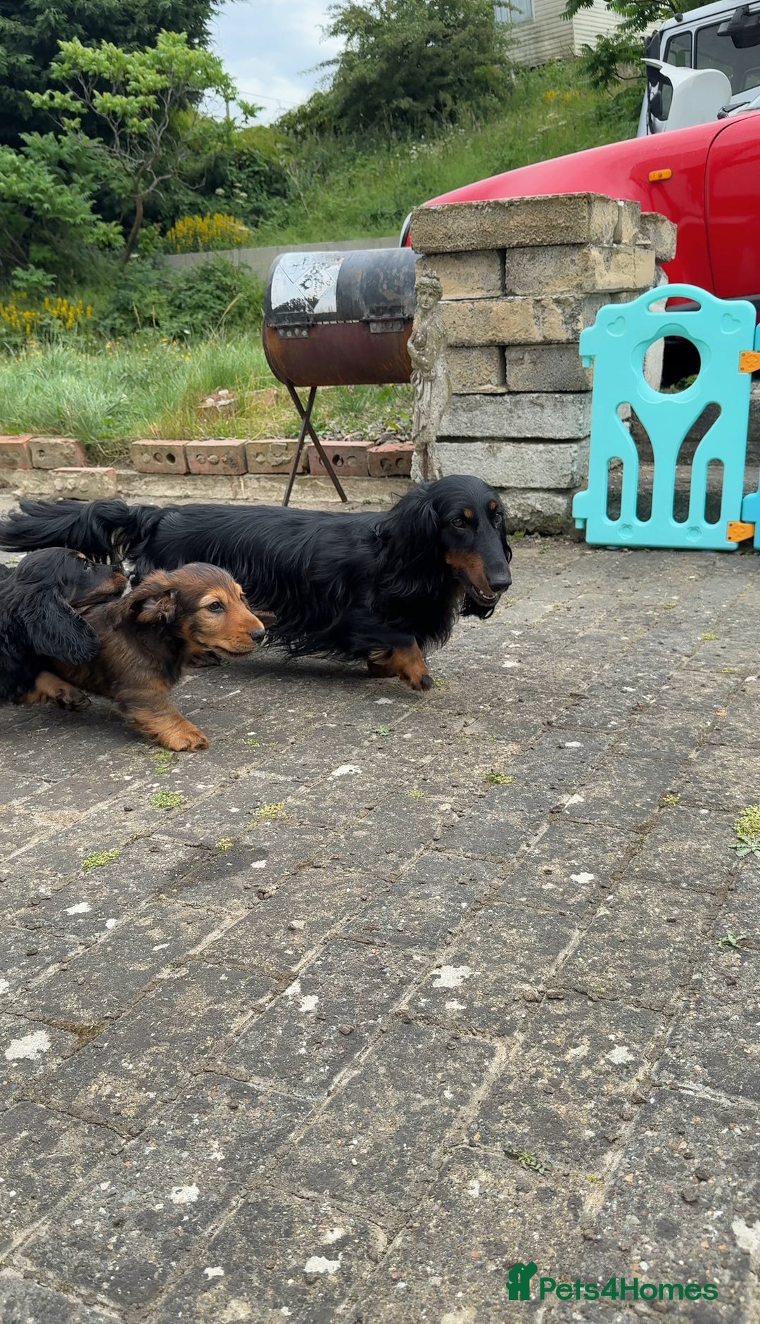 Dachshund dogs for sale: Black and Tan Dog - KC Registered Long-Haired Dachshund Puppies - Image 3
