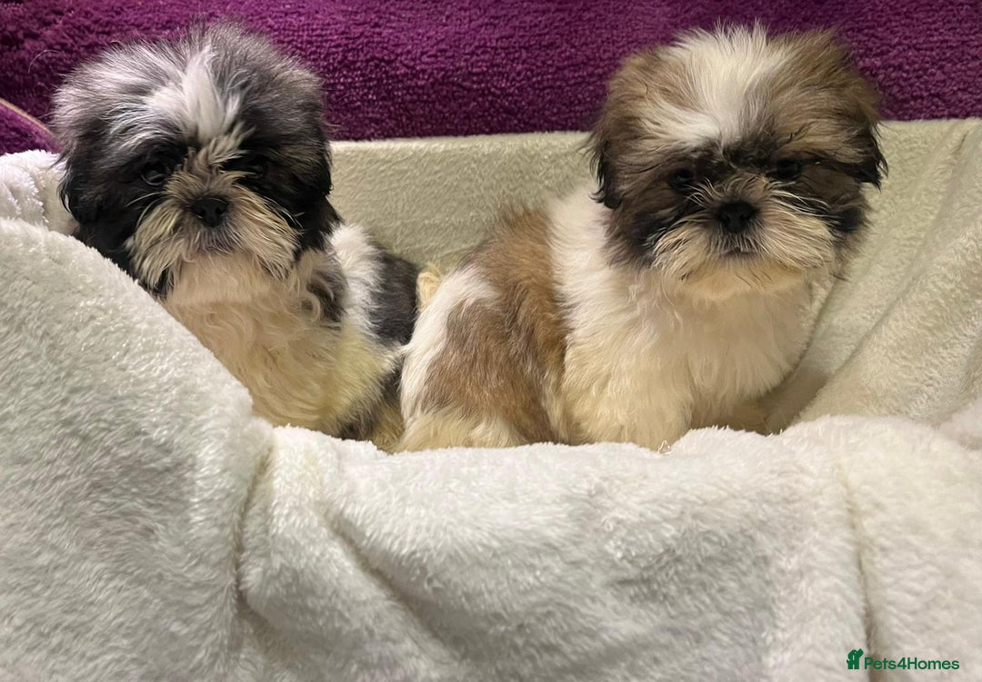 Shih Tzu dogs for sale: Shih Tzu puppy's - Advert 1