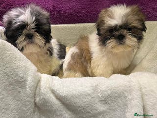 Shih Tzu dogs Shih Tzu puppy's - Advert 1