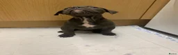Olde English Bulldogge dogs for sale: Olde englsih bulldog puppy ready to leave  - Advert 7