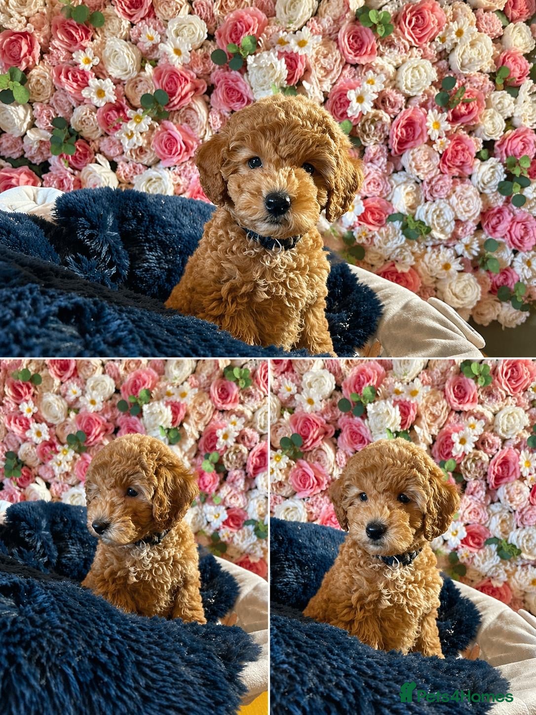 Cavapoo dogs Adorable Cavapoo puppies  - Advert 1