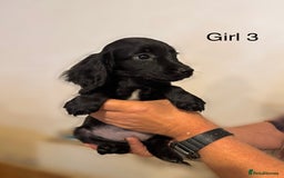 Cocker Spaniel dogs for sale: Beautiful cocker spaniel puppies ready now - Advert 14