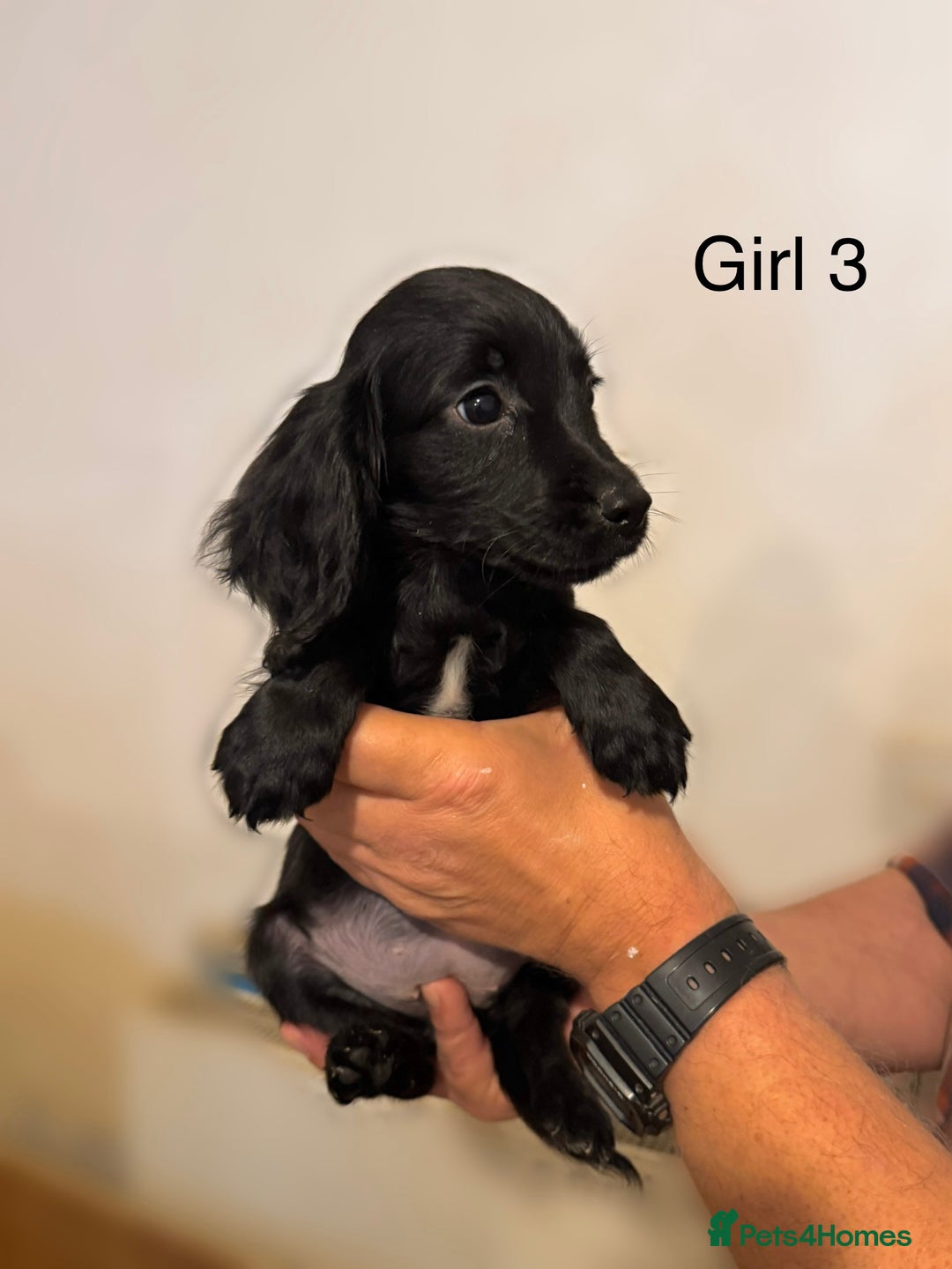 Cocker Spaniel dogs for sale: Beautiful cocker spaniel puppies ready now - Advert 14