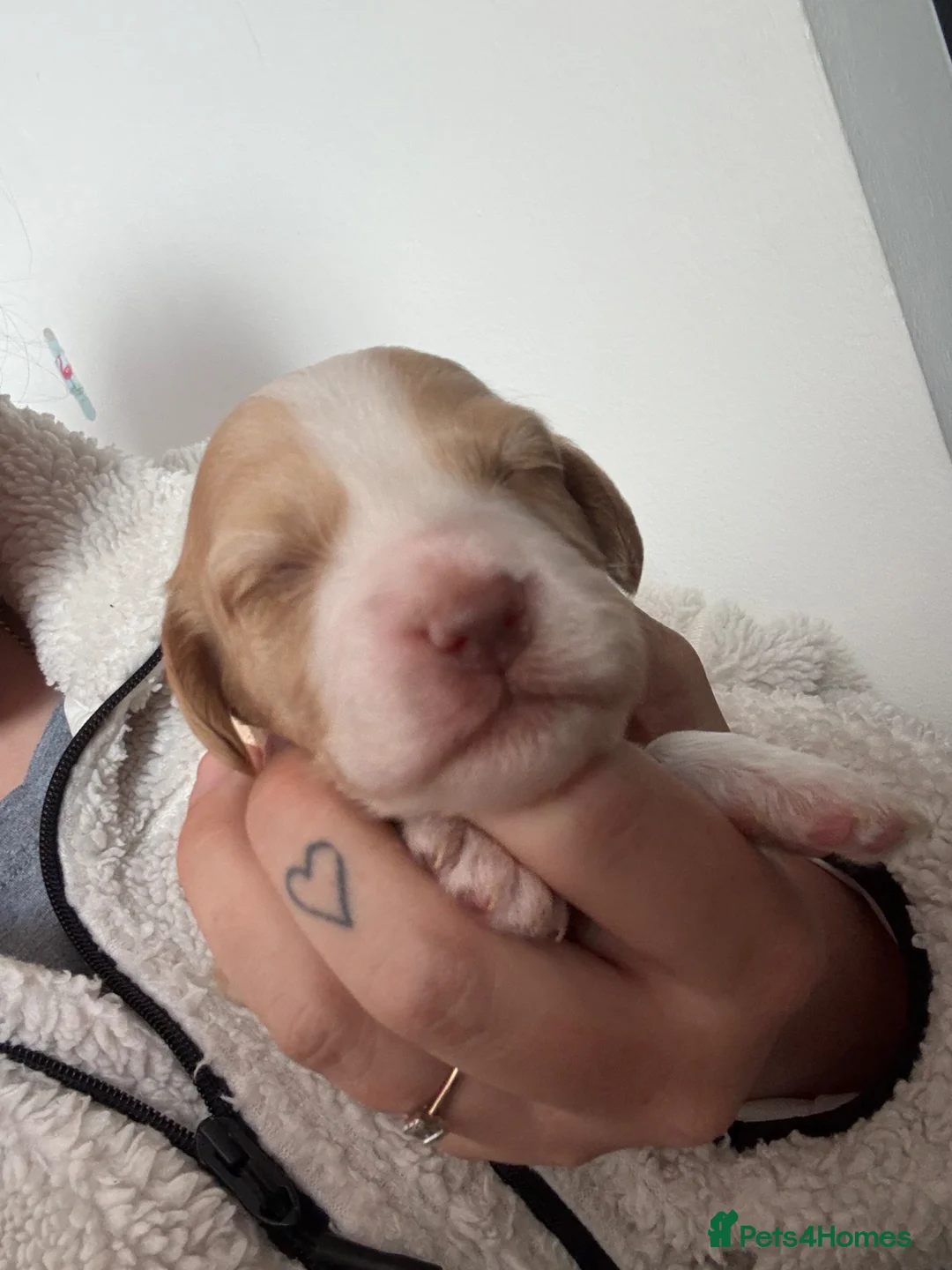 Cockapoo dogs for sale: Two male cockerpoo pups  - Advert 2