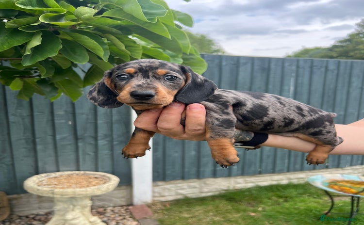 Miniature Dachshund dogs in Derby - Advert 7
