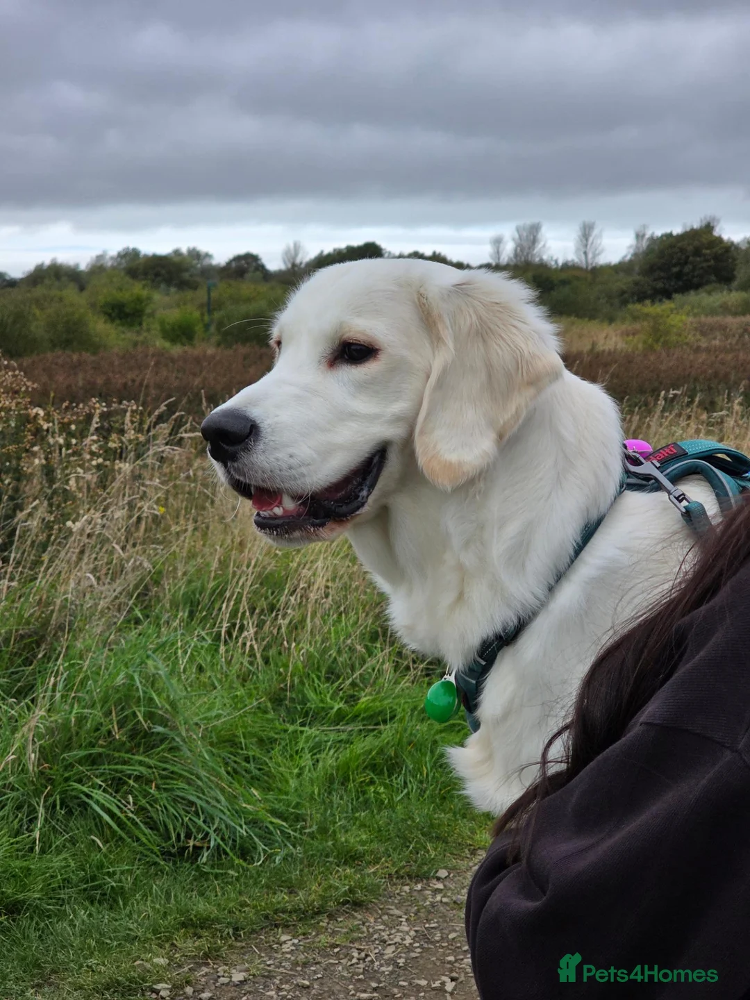 Golden Retriever dogs for sale: Golden retriever male pedigree 7 months old in Derby - Advert 1
