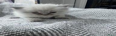 Ragdoll Kitten 3