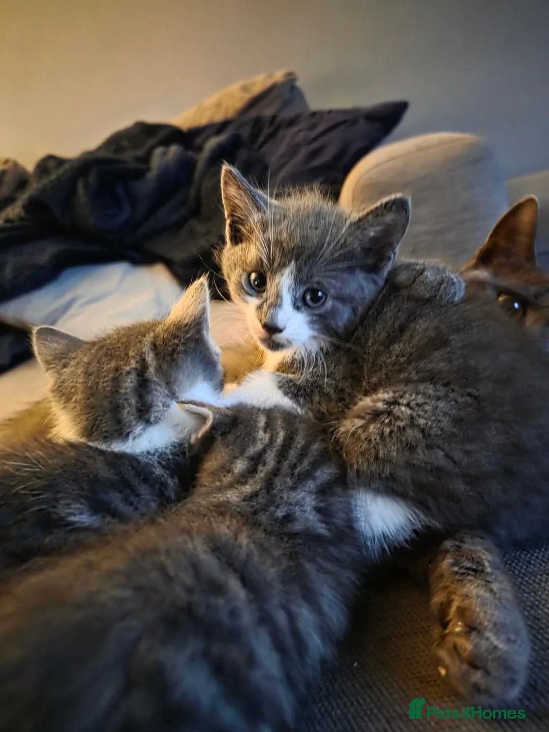 Mixed Breed cats for sale: 5 kittens available for sale - Advert 10