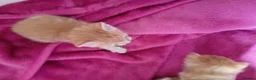 Maine Coon cats for sale: Maine coon cross  - Advert 7