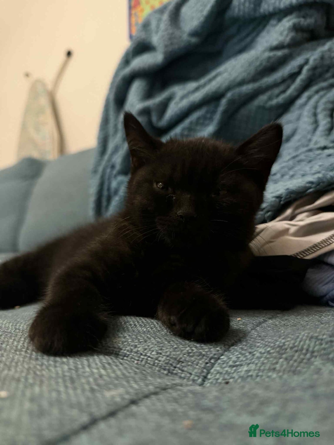 British Shorthair cats for sale: GCCF Registered British Shorthair Kittens  - Image 11