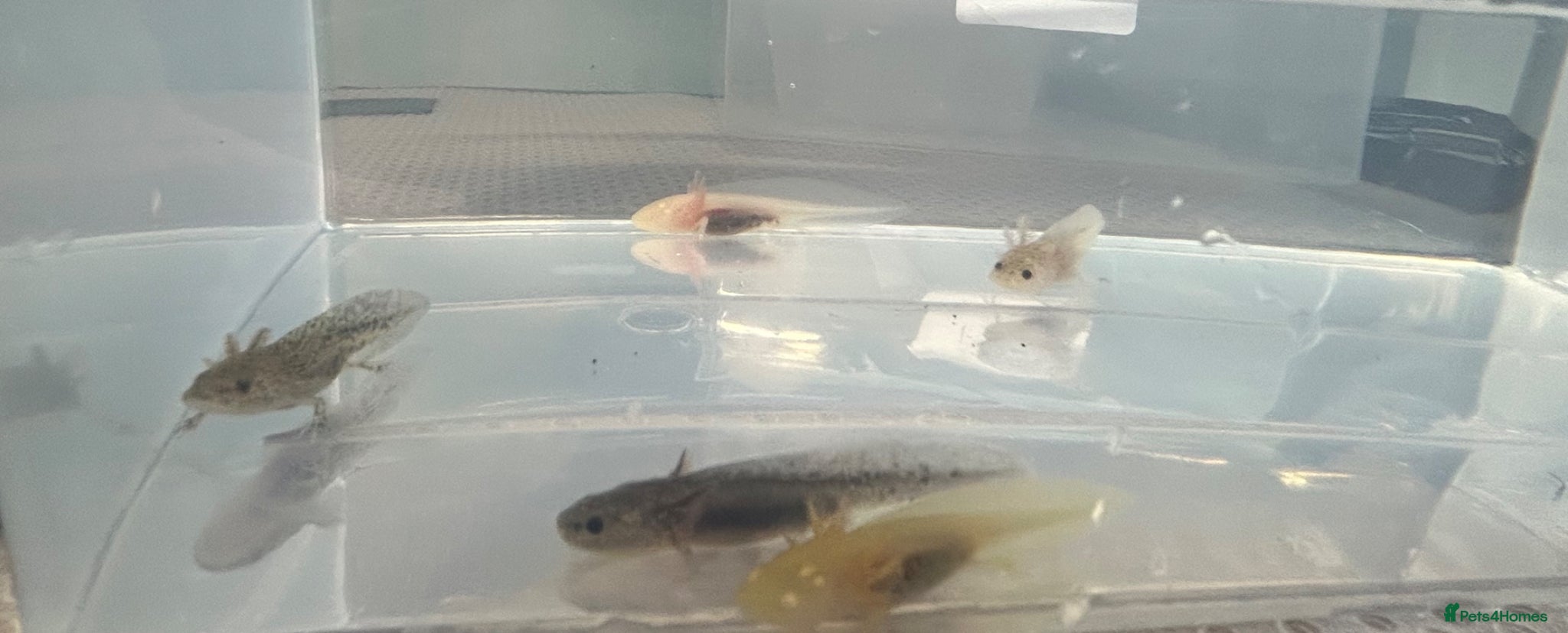 Axolotl reptiles Axolotl Babies  - Advert 6