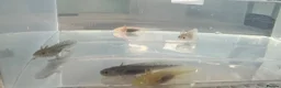 Axolotl reptiles for sale: Axolotl Babies  - Advert 6