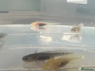 Axolotl reptiles Axolotl Babies - Advert 6