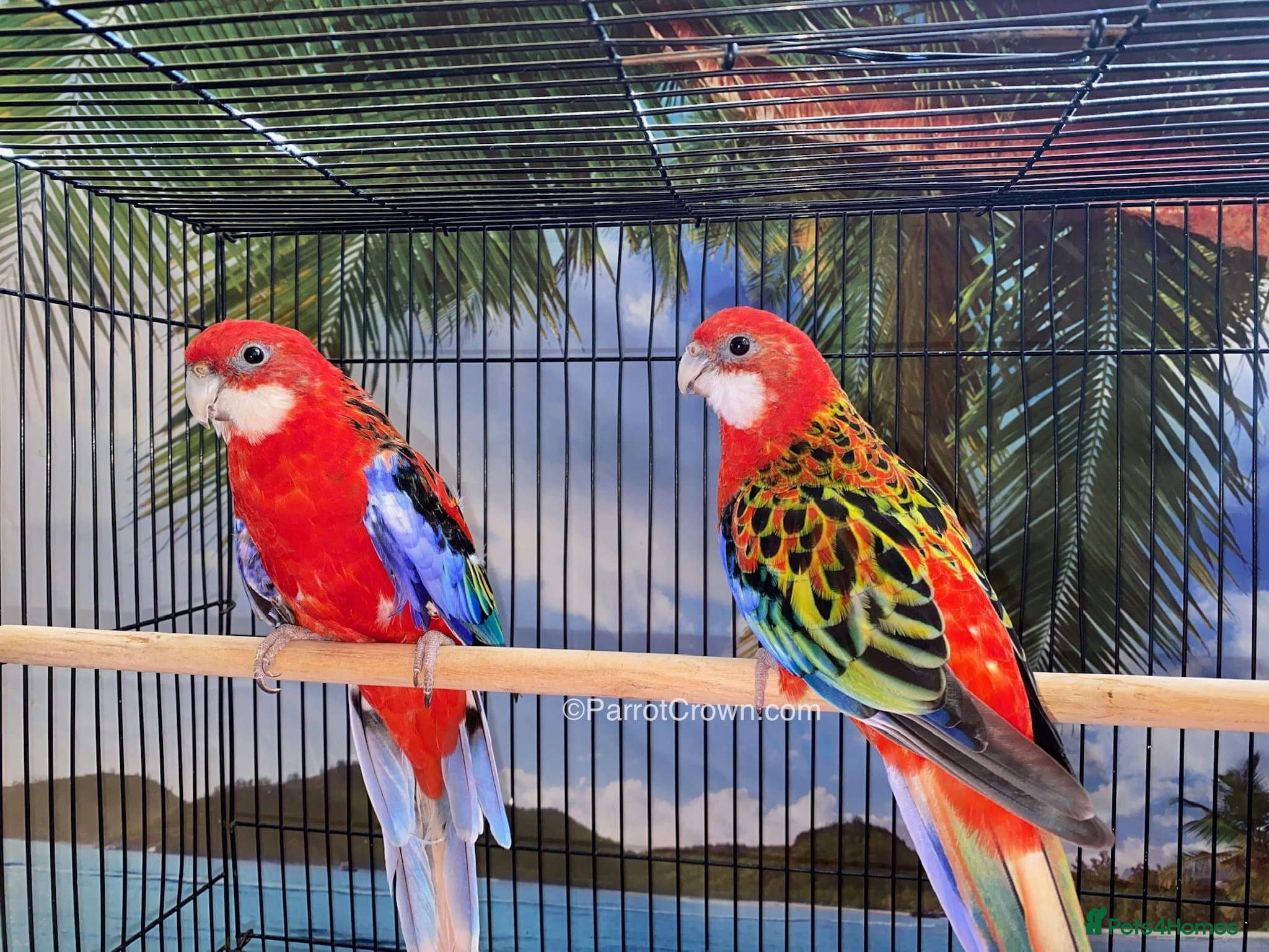 Parrots birds Rosellas - Advert 2
