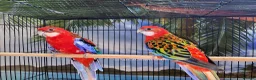 Parrots birds for sale: Rosellas - Advert 1