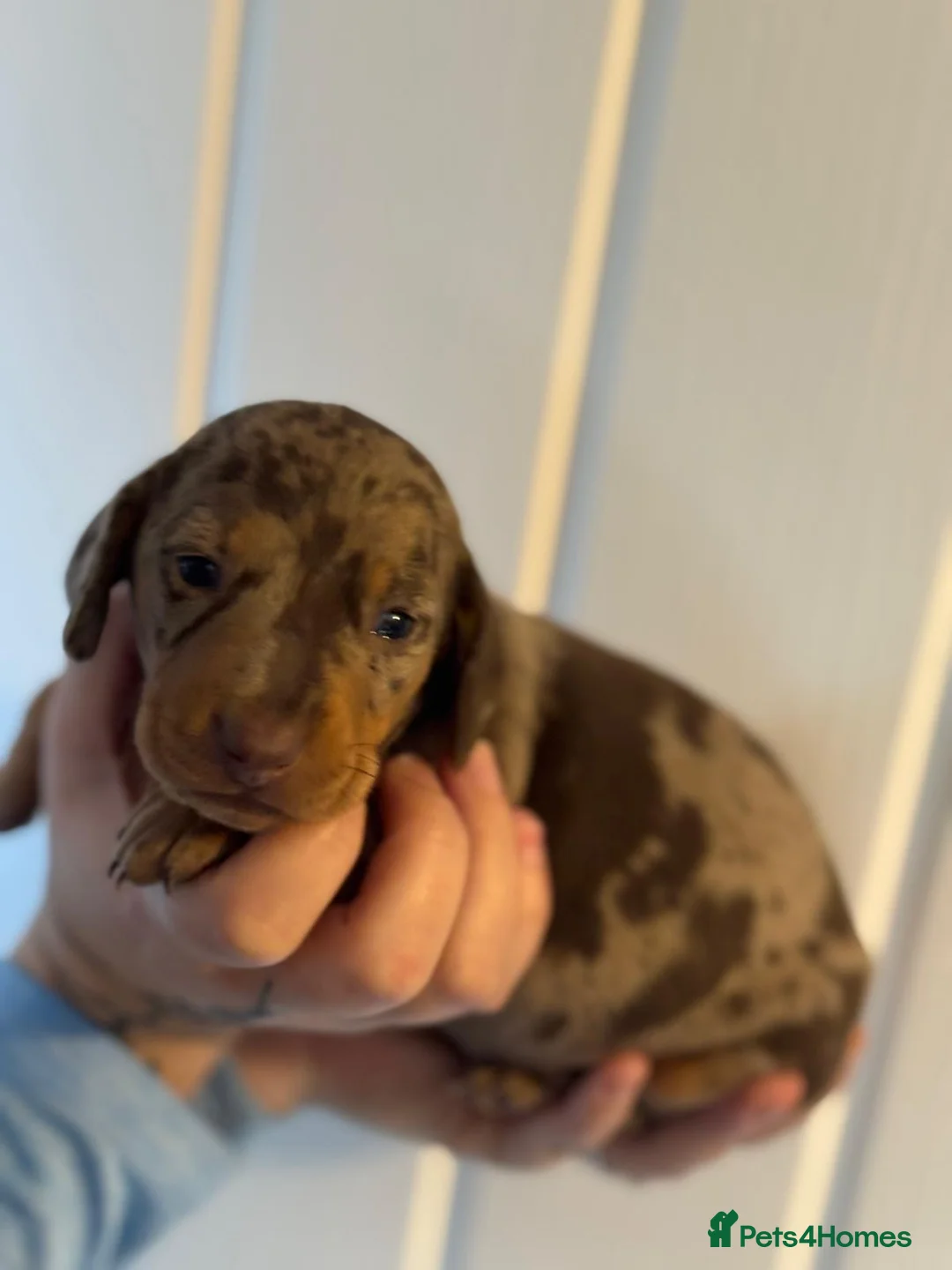 Dachshund dogs for sale: 1 chunky dapple male  - Advert 8