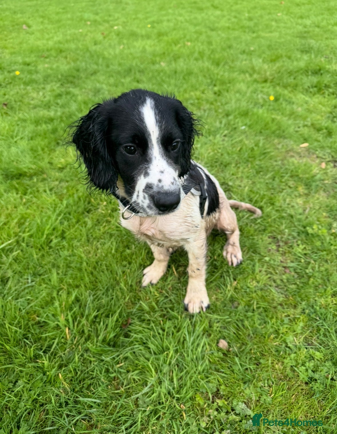 English Springer Spaniel dogs 8 month old springer spaniel for rehoming - Advert 1