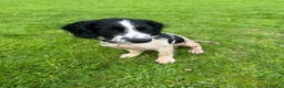 English Springer Spaniel dogs for sale: 8 month old springer spaniel for rehoming - Advert 1