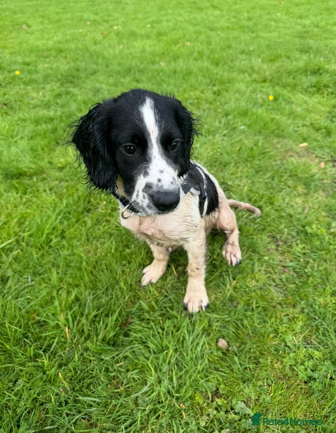 English Springer Spaniel dogs for sale: 8 month old springer spaniel for rehoming - Advert 1