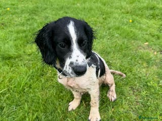 English Springer Spaniel dogs 8 month old springer spaniel for rehoming - Advert 2