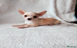 Chihuahua dogs for sale: Gorgeous Baby Chihuahua puppies  - Image 8