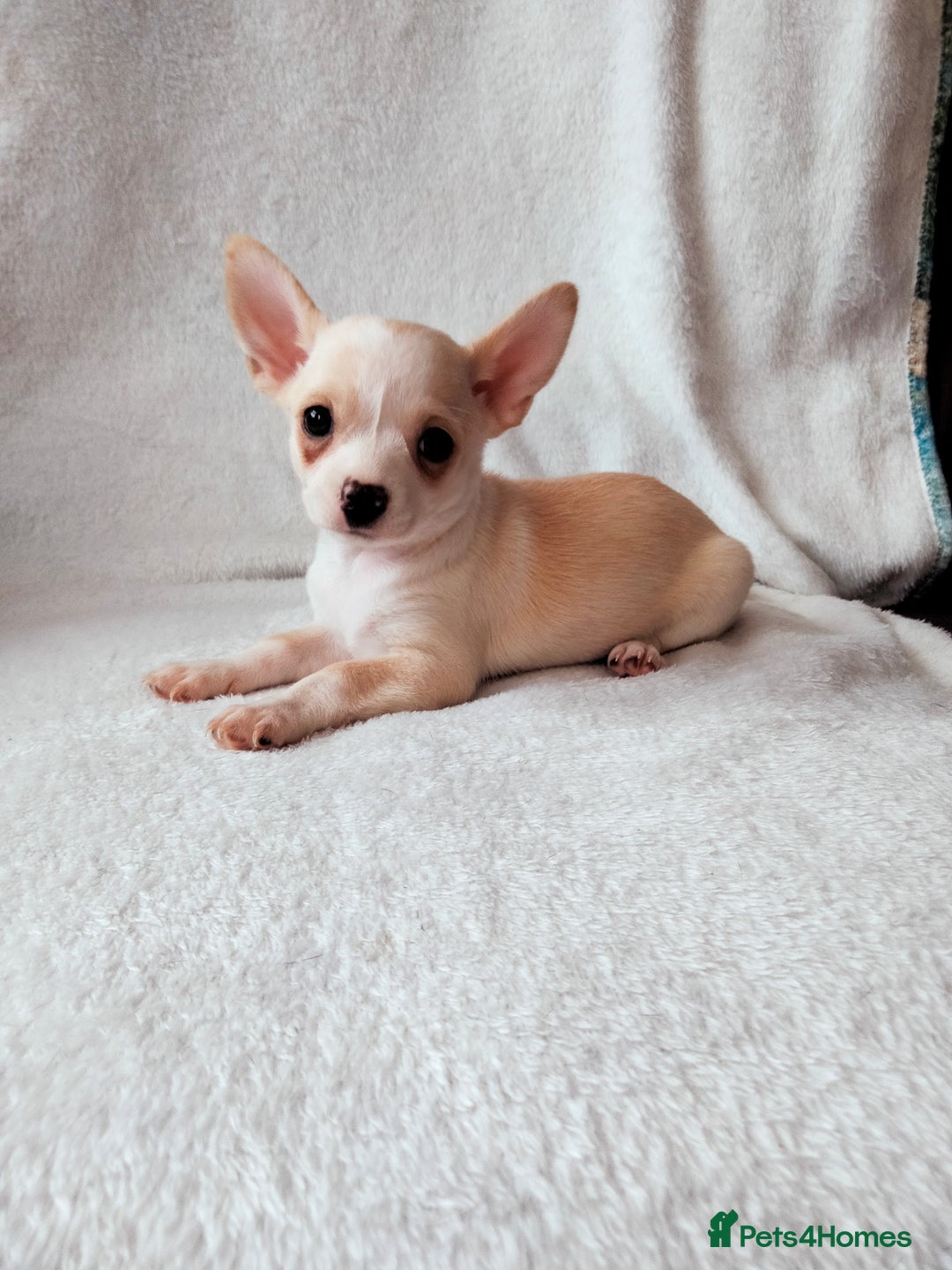 Chihuahua dogs for sale: Gorgeous Baby Chihuahua puppies  - Image 8