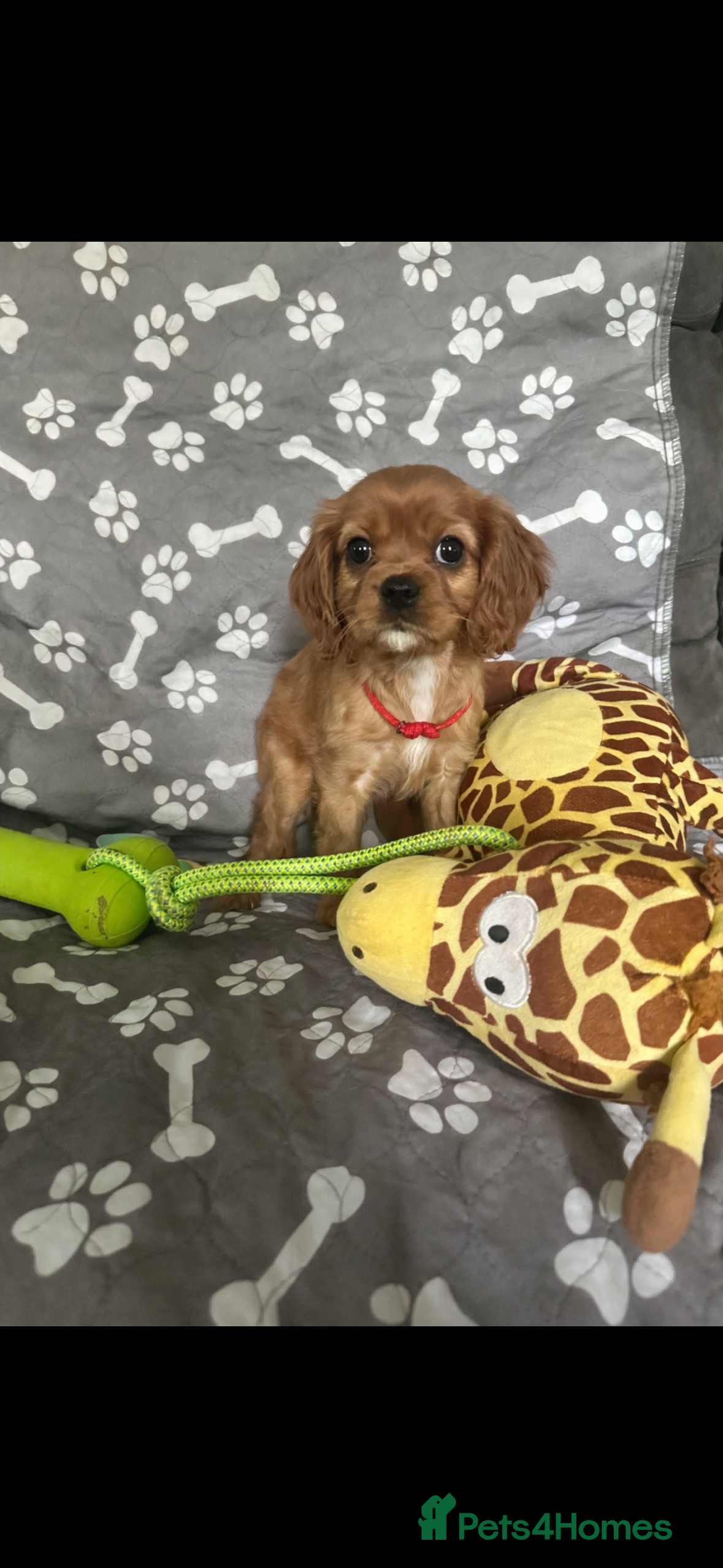 Cavalier King Charles Spaniel dogs READY NOW ! Cavalier King Charles spaniel - Advert 3