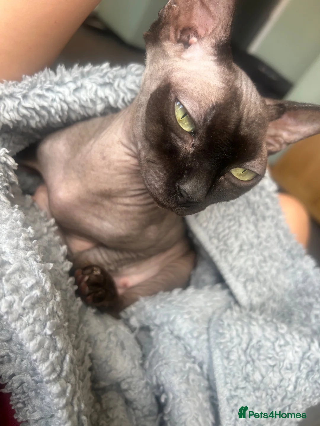 Sphynx cats for sale: Pure grey Canadian sphyn **  - Advert 2
