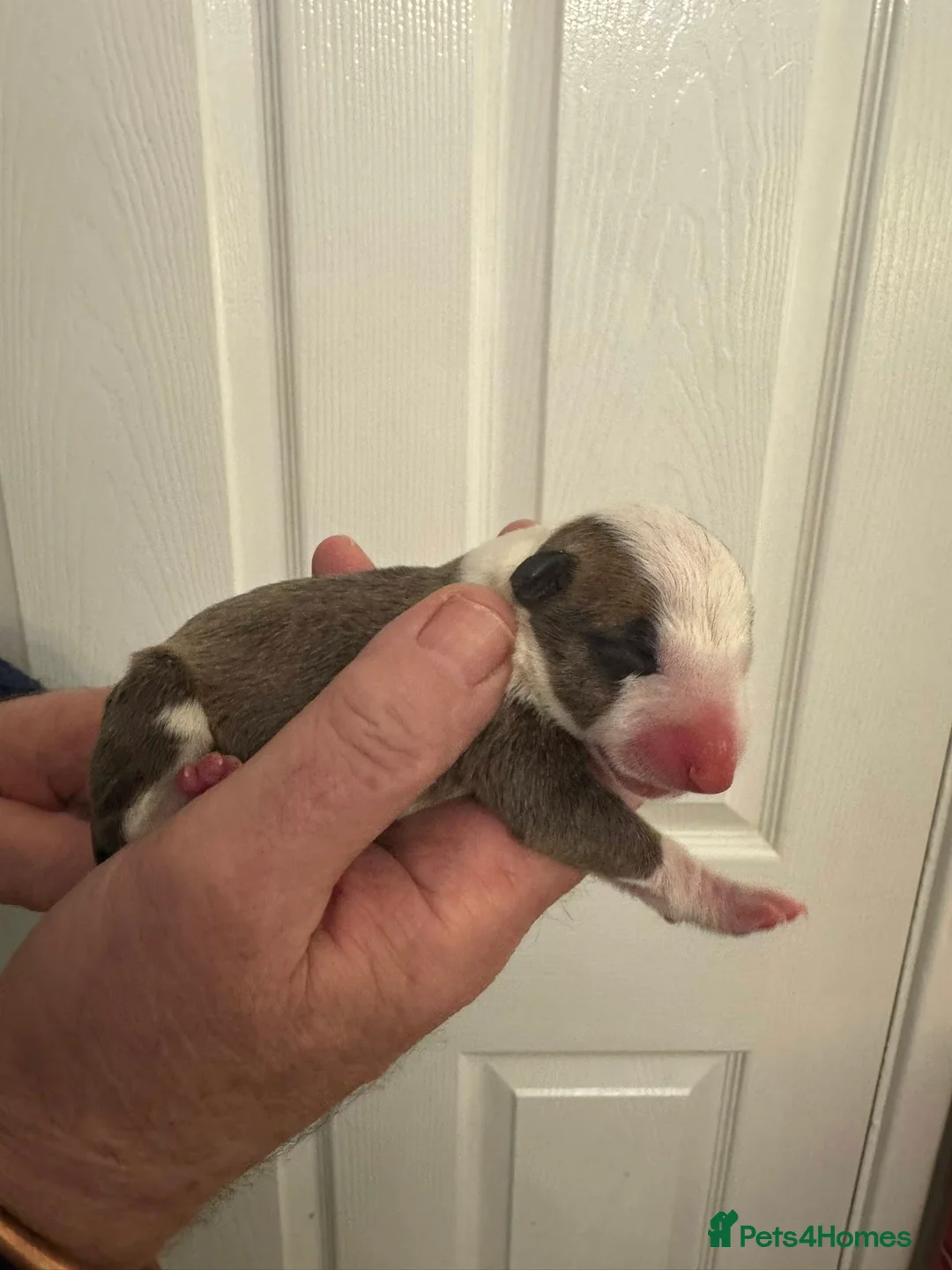 Bull Terrier dogs for sale: KC Registered Puppies - Advert 5