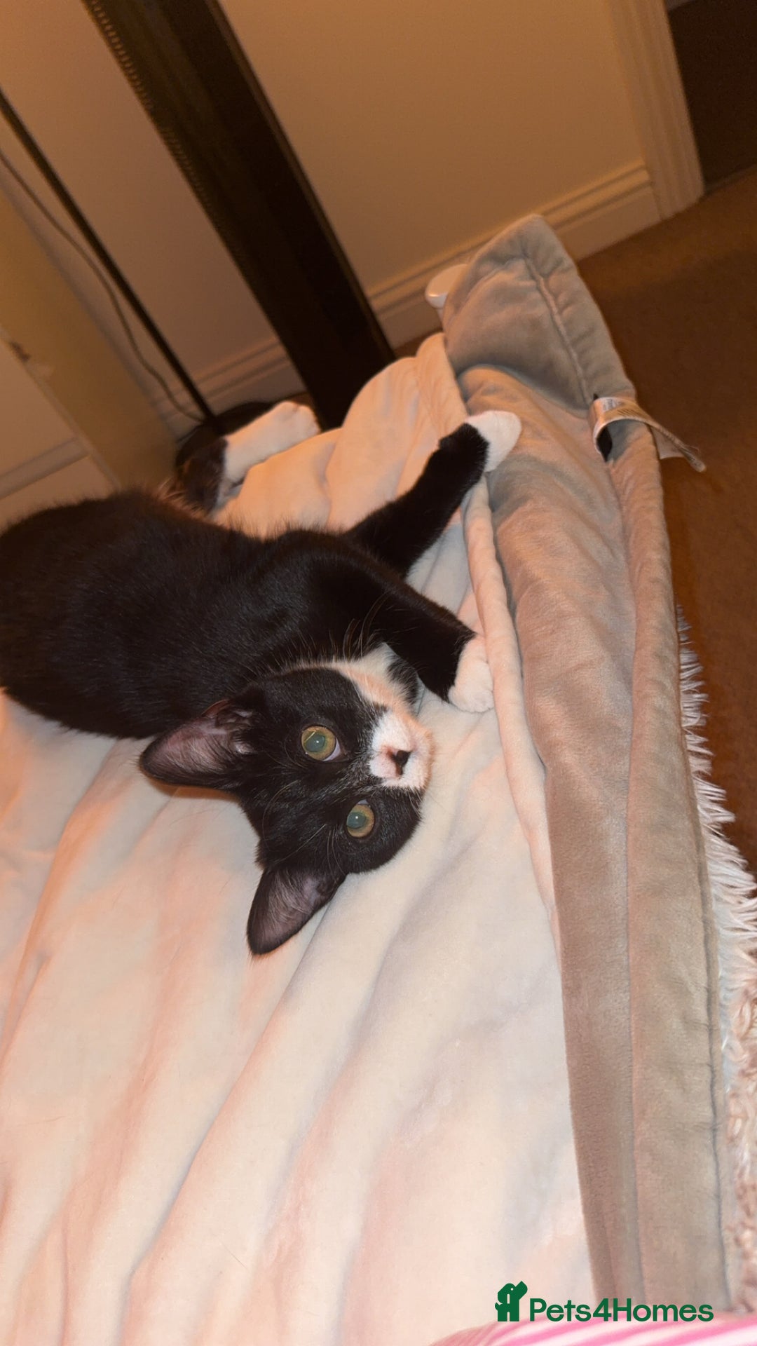 Domestic Shorthair cats for sale: 5month old female kitten - Advert 5