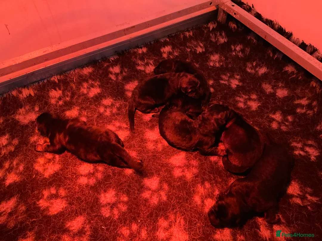 German Shepherd dogs for sale: Quality litter GSD @icepack kennels  - Advert 14