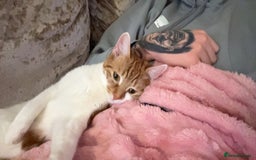 Domestic Shorthair cats for sale: Two sisters calico and ginger and white  - Image 5