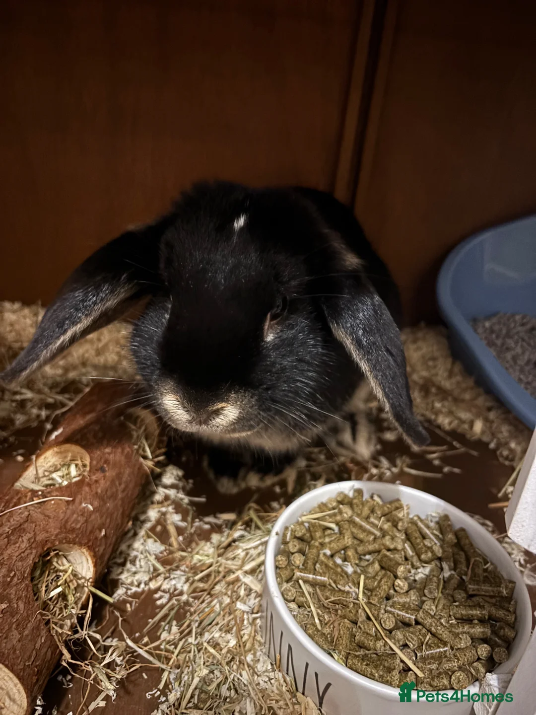 Mini Lop rabbits for sale: Mini lop girls both 7 months old  - Advert 2