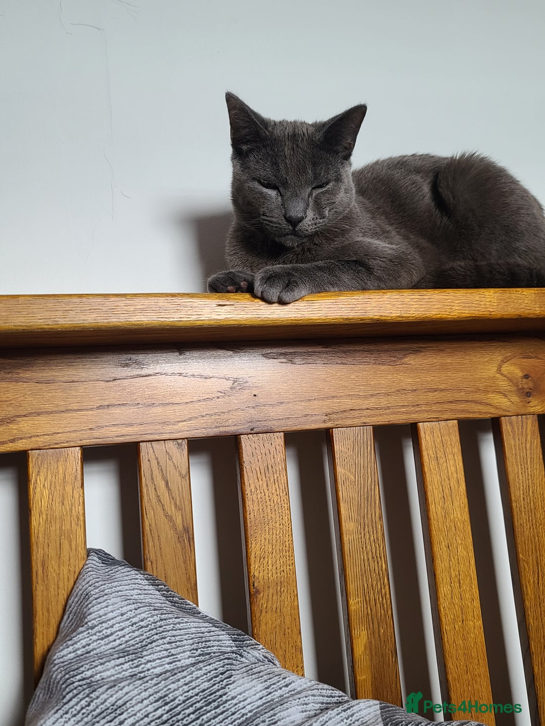 Domestic Shorthair cats for sale: Grey short-haired furr baby - Advert 2