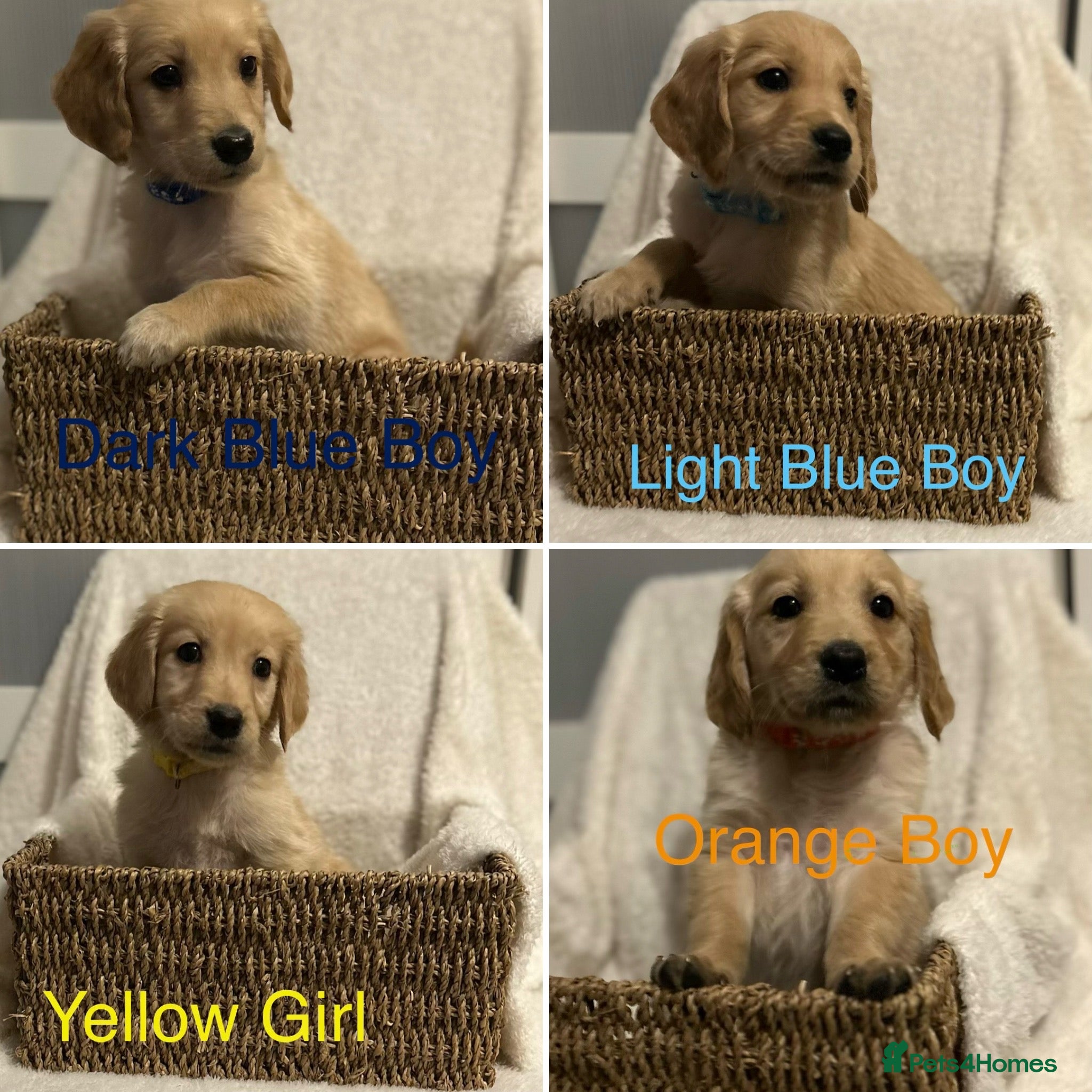 Golden Retriever dogs Ready Now Golden Retriever Puppies - Advert 2