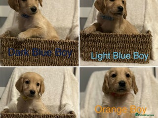 Golden Retriever dogs Ready Now Golden Retriever Puppies - Advert 2