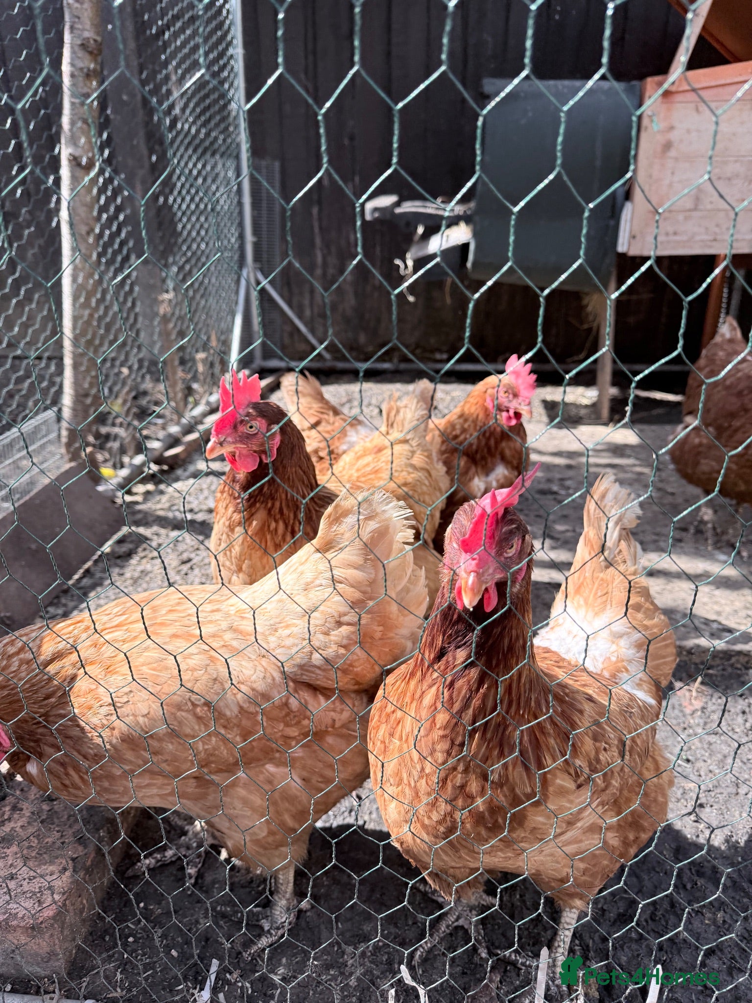 Hens poultry Complete Chicken Setup: 6 Laying Hens, 1 Rooster - Advert 6