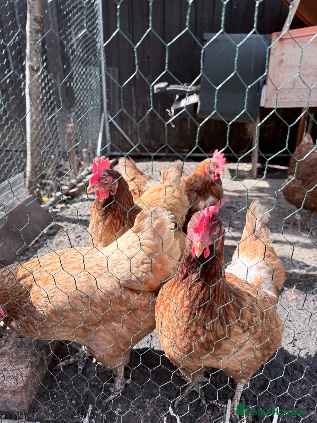 Hens poultry for sale: Complete Chicken Setup: 6 Laying Hens, 1 Rooster - Advert 1