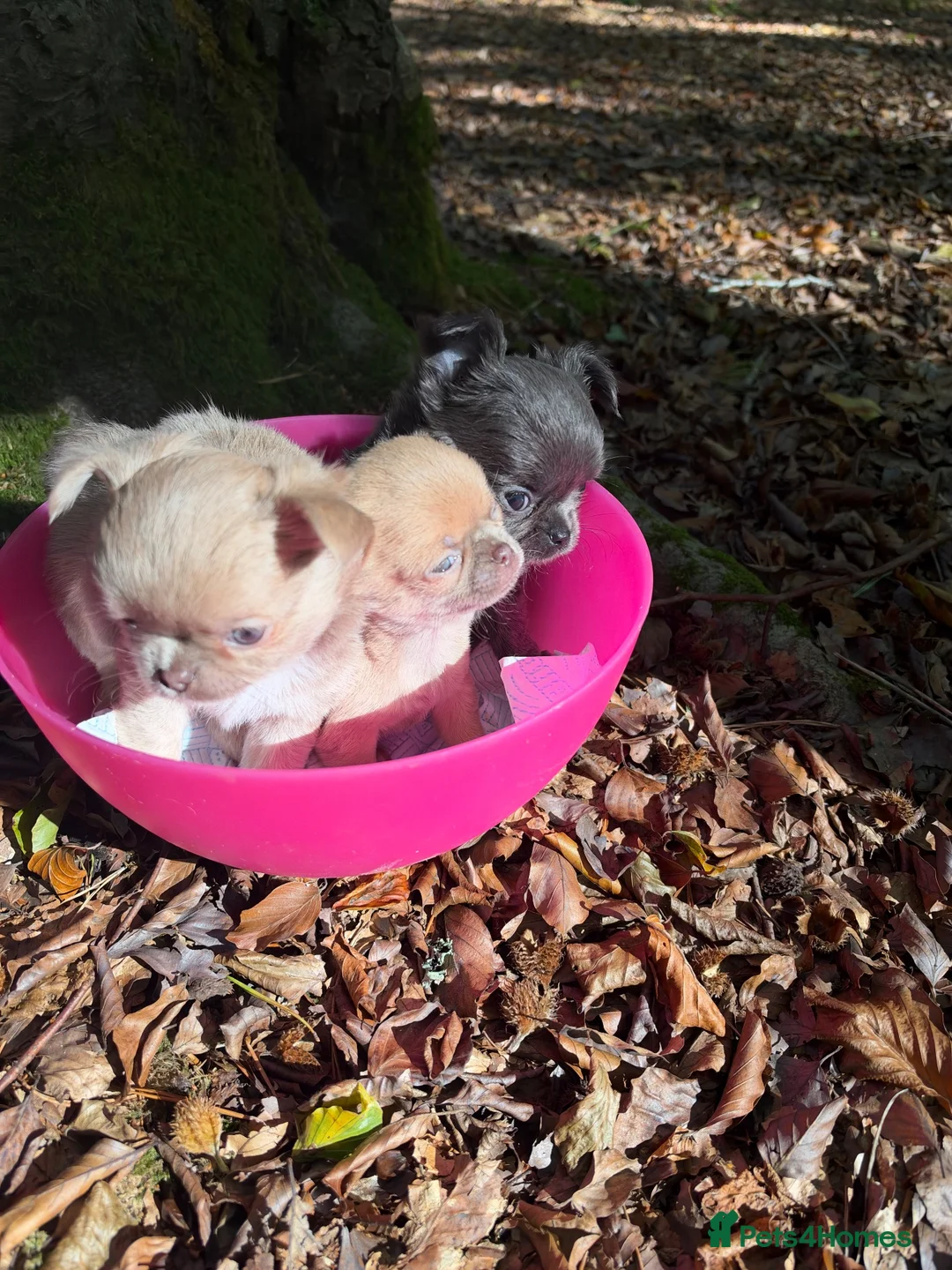 Chihuahua dogs for sale: Adorable little Chihuahua Puppies - Advert 1