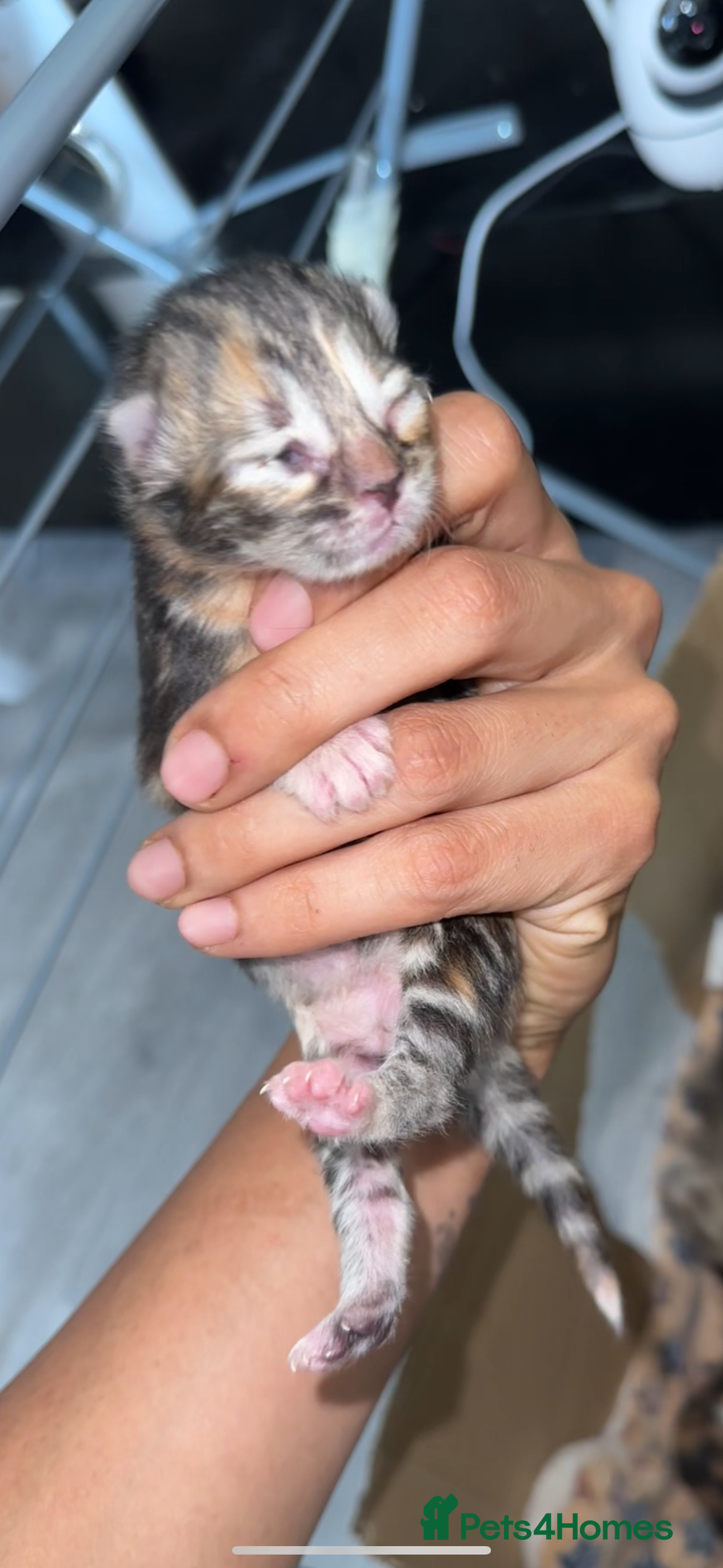 Norwegian Forest Cat cats for sale: Kittens for sale  - Image 18