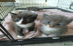 Mixed Breed cats for sale: Gorgeous grey and tabby grey kittens  - Image 7