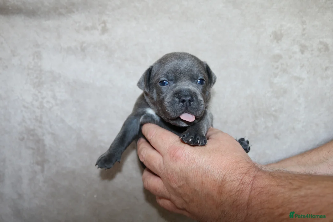 Staffordshire Bull Terrier dogs for sale: KC Staffords | Blue & Black | Champion Bloodlines - Advert 40