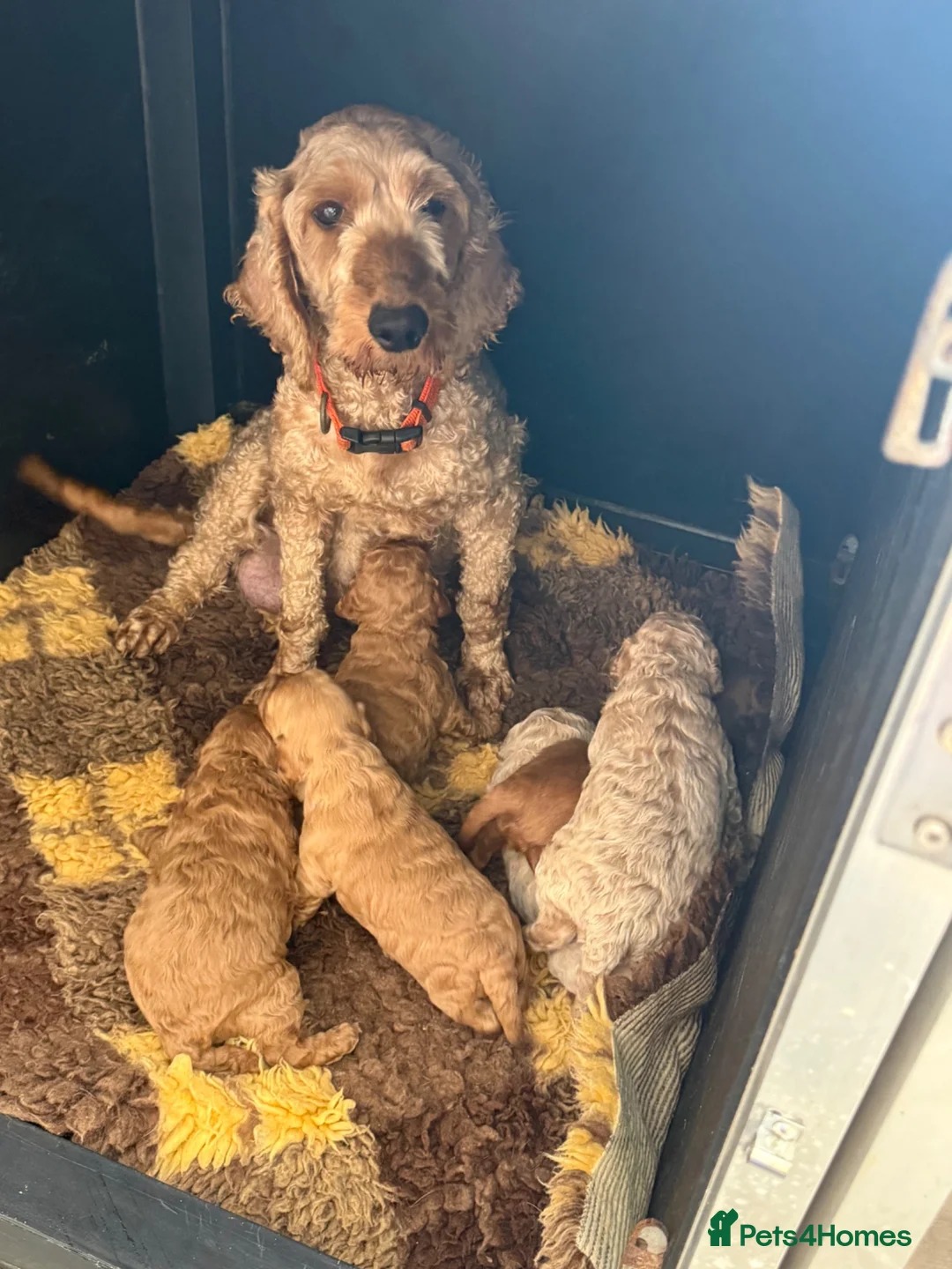 Mixed Breed dogs for sale: 🌟 MALTIPOO X COCKAPOO PUPPIES 🌟  - Advert 18