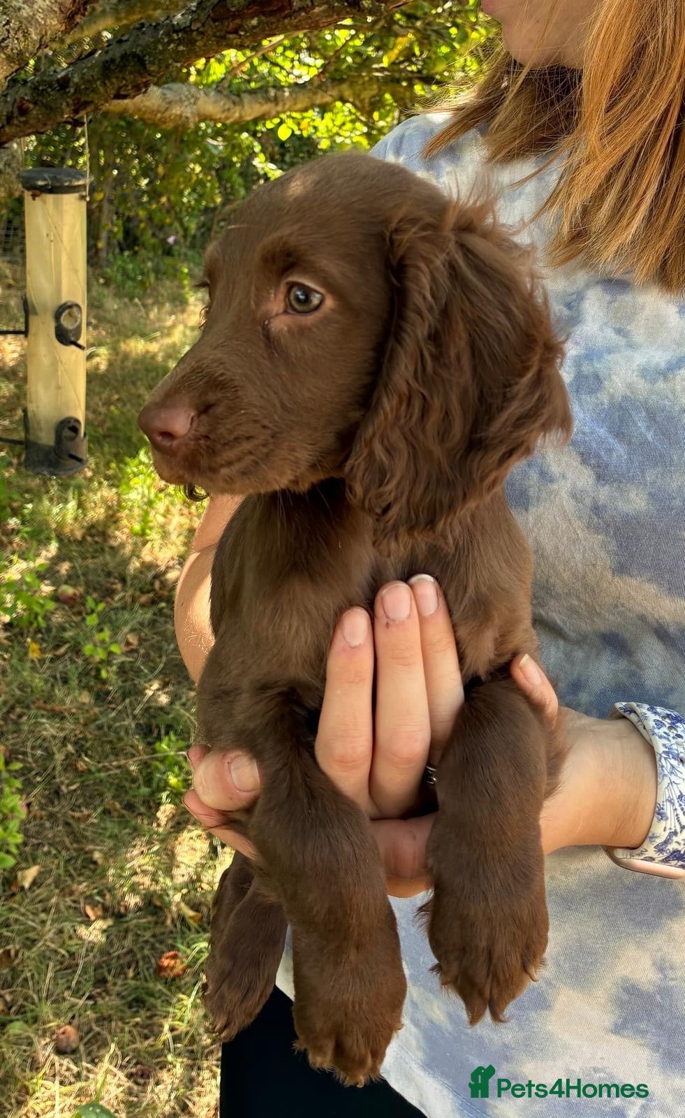 Sprocker dogs Gentle sprocker puppies - Advert 1
