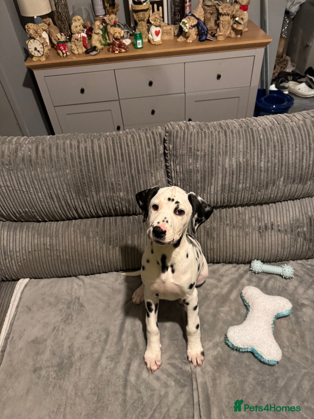 Dalmatian dogs for sale: Male Dalmatian puppy  - Advert 3