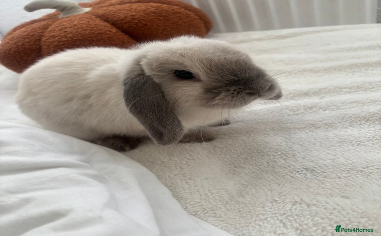 Mini Lop rabbits - Advert 3
